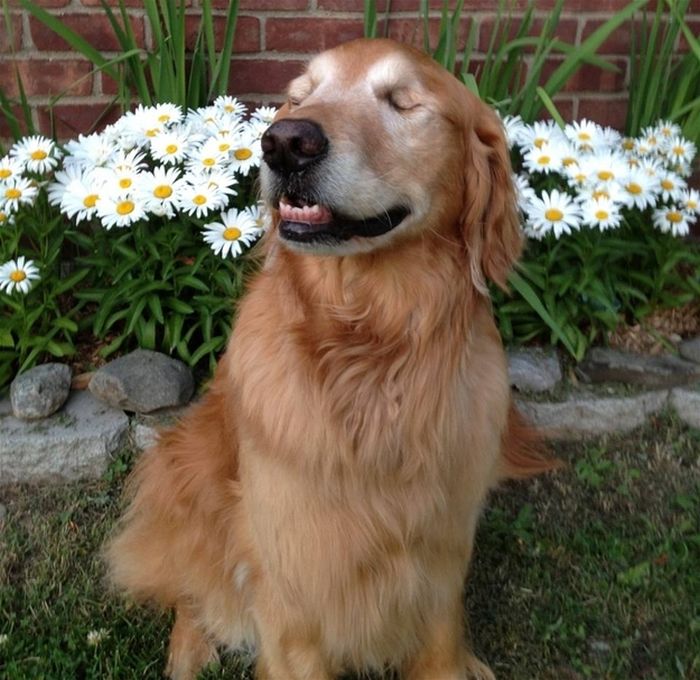 Dutchess The Blind Therapy Dog (21 pics)