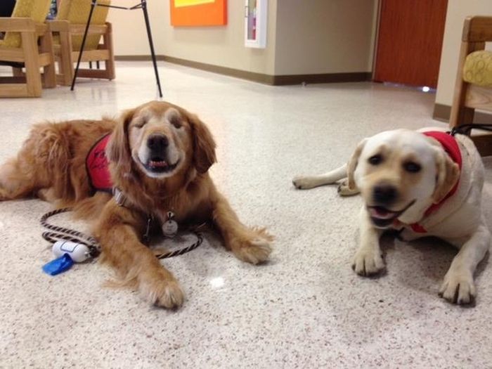 Dutchess The Blind Therapy Dog (21 pics)