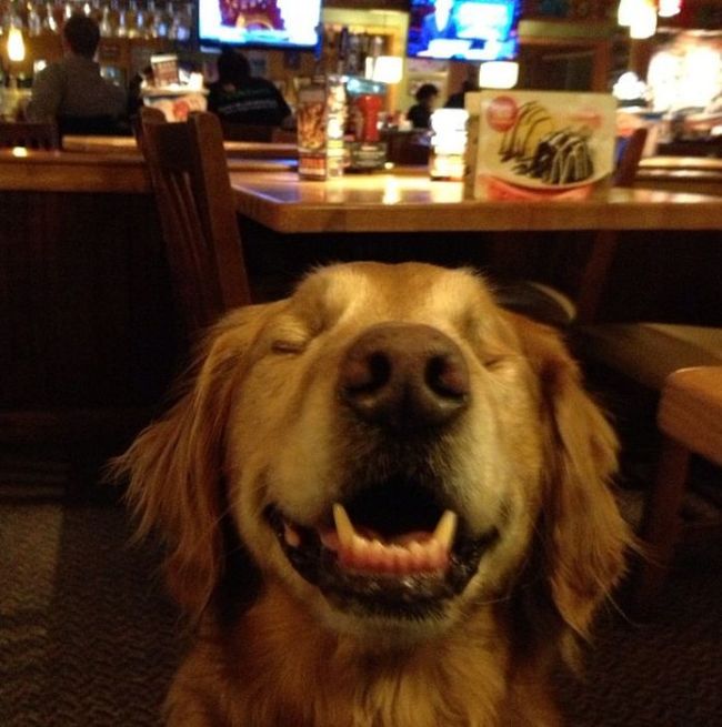 Dutchess The Blind Therapy Dog (21 pics)