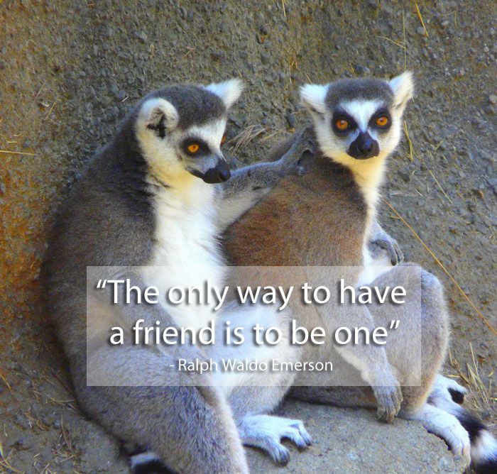 Famous Quotes On Friendship 15 Pics 