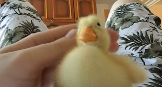 Duckling as a Home Pet