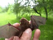 New House for a Baby Bat (6 gifs)