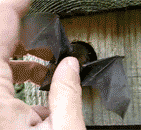 New House for a Baby Bat (6 gifs)