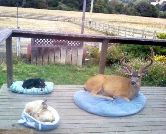 Something Here Doesn’t Quite Fit (30 pics)