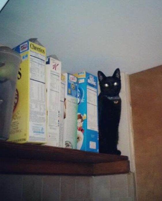 Something Here Doesn’t Quite Fit (30 pics)