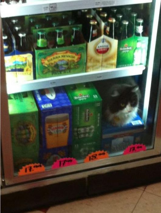 Something Here Doesn’t Quite Fit (30 pics)