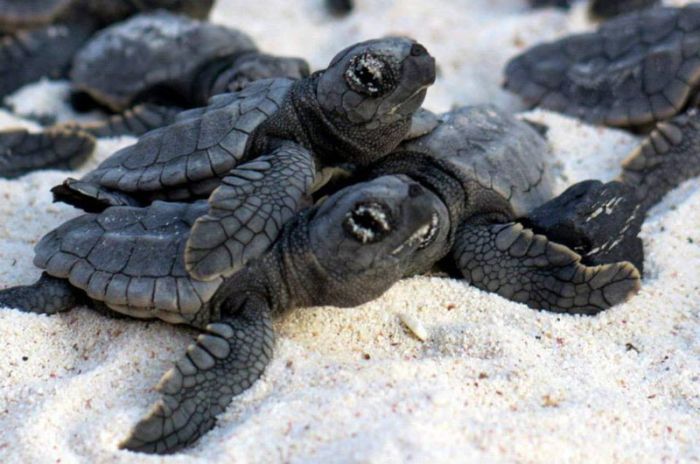 Bringing Baby Turtles to Sea (12 pics)