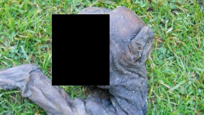 Alien Creature from South Africa is a Baby Baboon (3 pics)
