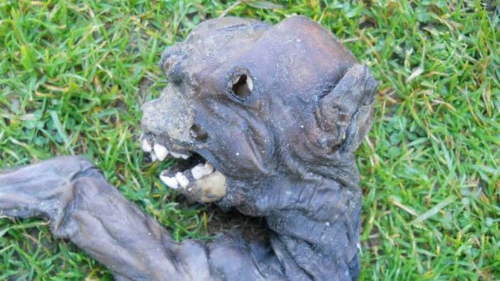Alien Creature from South Africa is a Baby Baboon (3 pics)