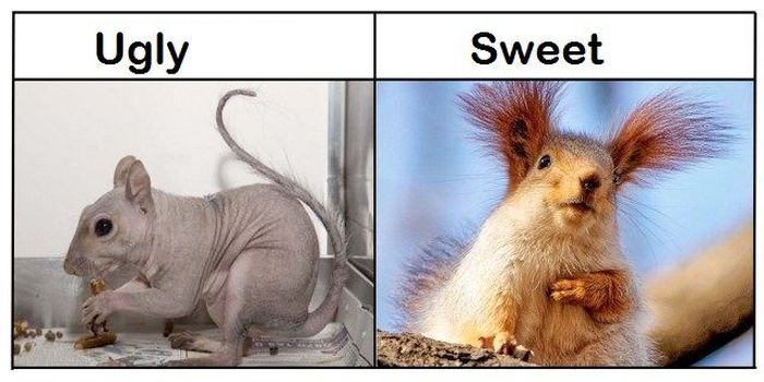 Ugly vs Sweet (7 pics)