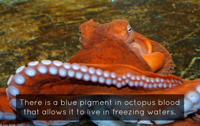 Interesting Scientific Facts (47 pics)