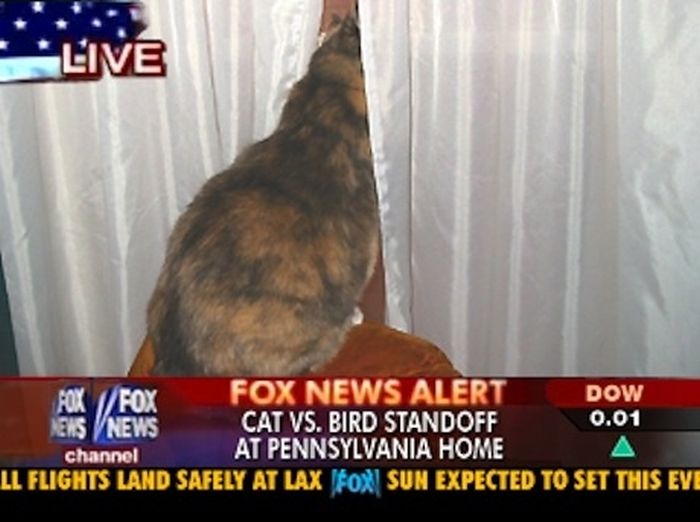 Not So Important News Stories (24 pics)