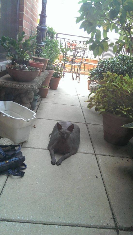 Fat Sphynx (3 pics)