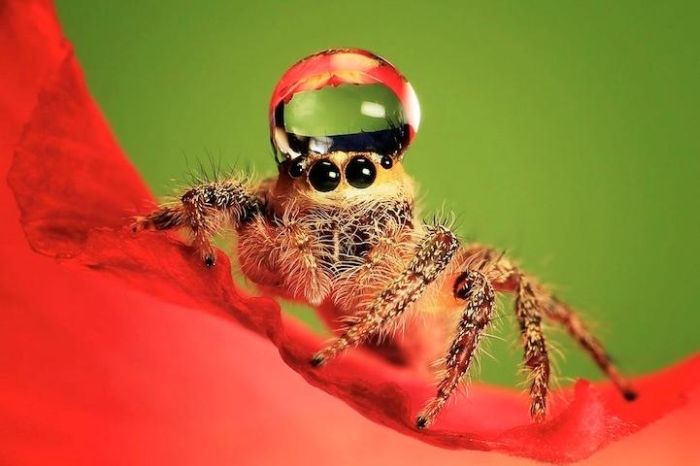 Spiders Wearing Water Droplets as Hats (5 pics)
