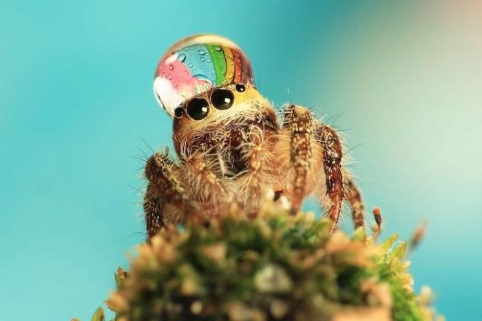 Spiders Wearing Water Droplets as Hats (5 pics)