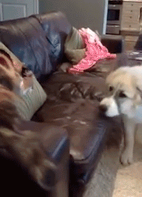 Funny Animal GIFs (33 pics)