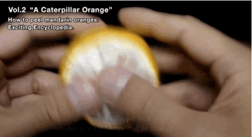 Caterpillar Orange (4 pics)