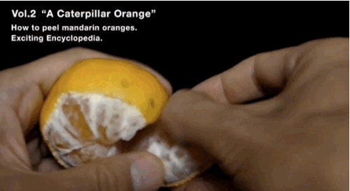 Caterpillar Orange (4 pics)
