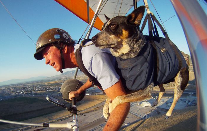 Paragliding Dog (4 pics)
