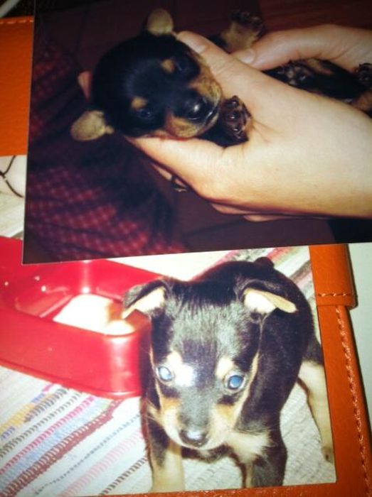 Baby Pets (84 pics)