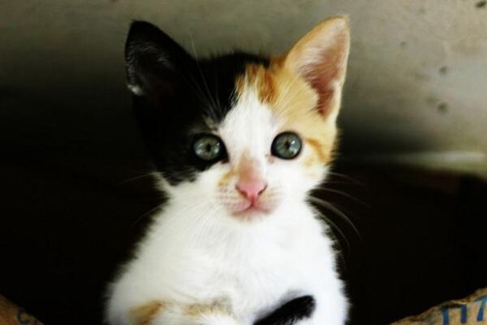 Baby Pets (84 pics)