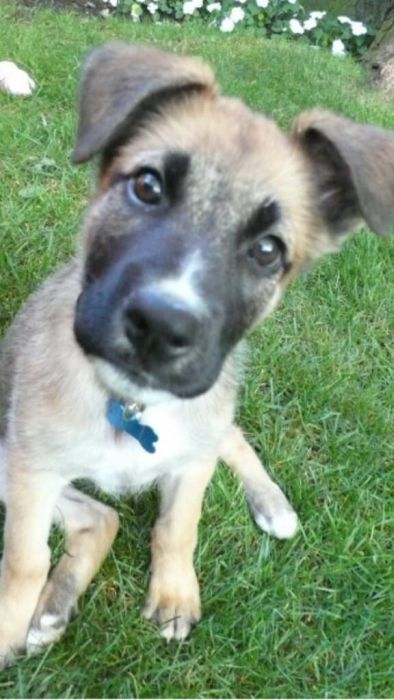 Baby Pets (84 pics)