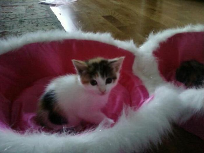 Baby Pets (84 pics)