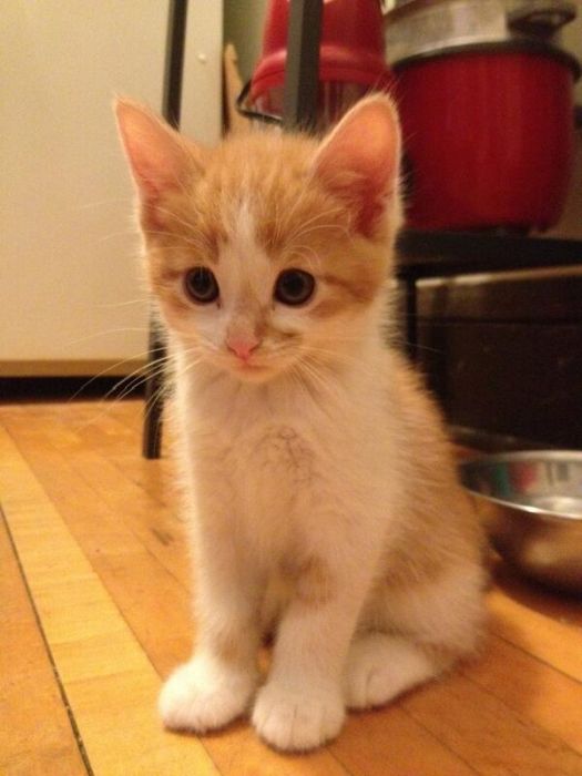 Baby Pets (84 pics)