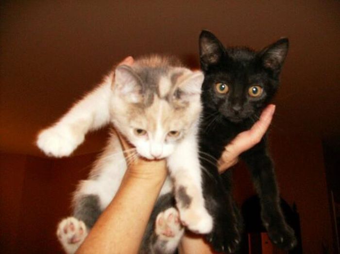 Baby Pets (84 pics)