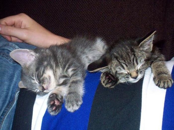 Baby Pets (84 pics)