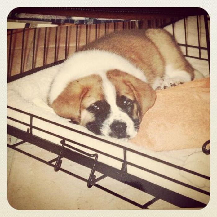 Baby Pets (84 pics)