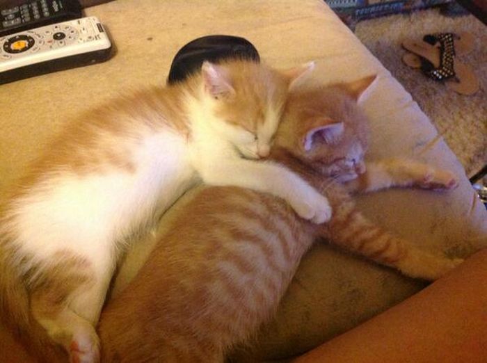 Baby Pets (84 pics)