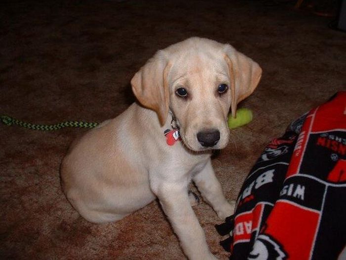 Baby Pets (84 pics)