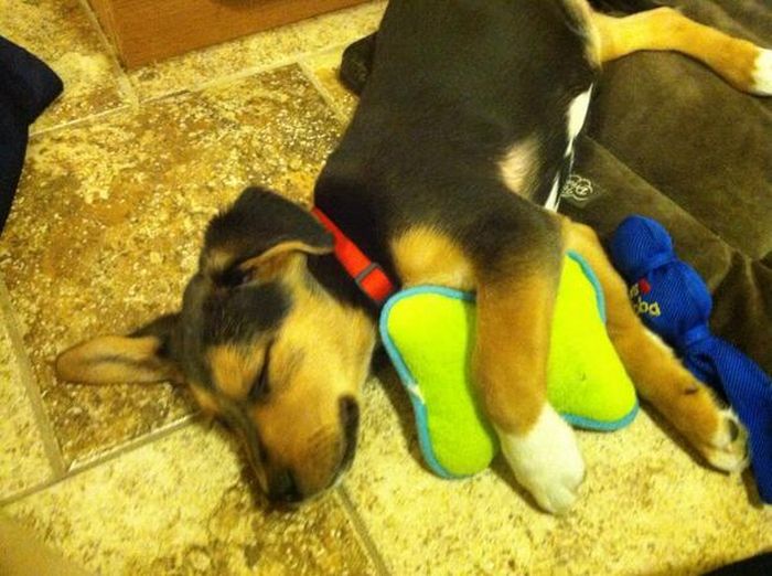 Baby Pets (84 pics)