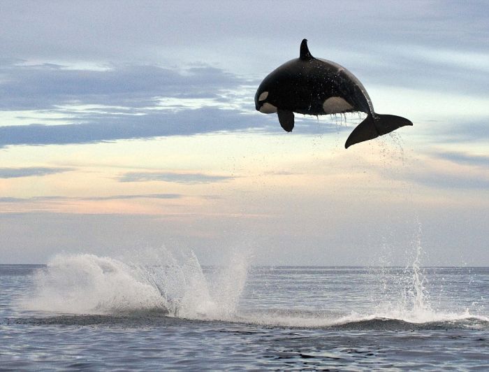 Orka Catches Dolphin (5 pics)