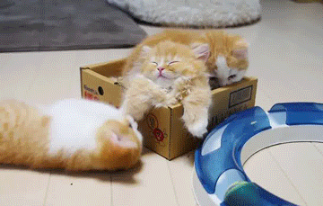 Acid Gifdump, July 29, 2013 (25 gifs)