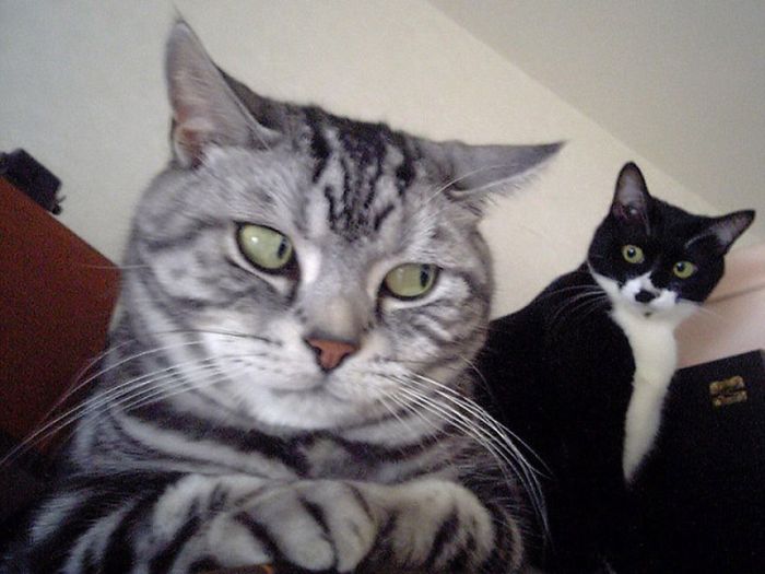 Acid Picdump (111 pics)
