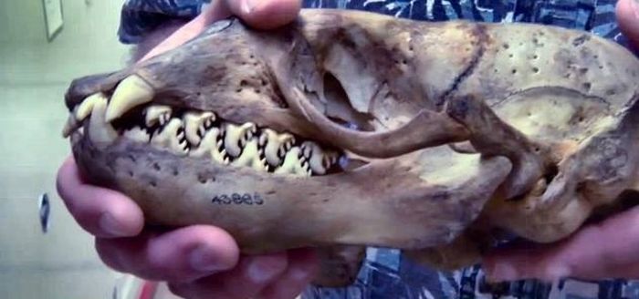 Riddle of the Day. What Animal Does This Skull Belong to? (4 pics)