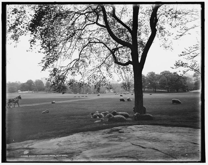 Central Park in the Early 1900s (15 pics)