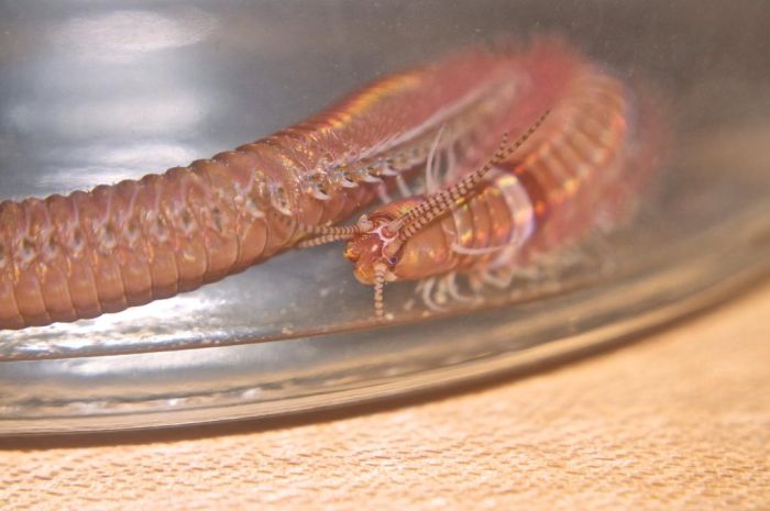 Bobbit Worm (21 pics)