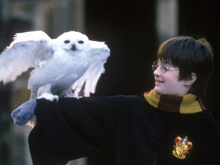 Interesting Facts about Harry Potter Movies (16 pics)