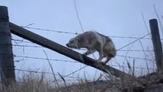 Man Rescues Coyote