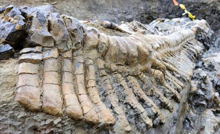 72 Million-Year-Old Dinosaur Remains (7 pics)
