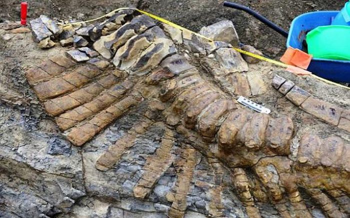 72 Million-Year-Old Dinosaur Remains (7 pics)