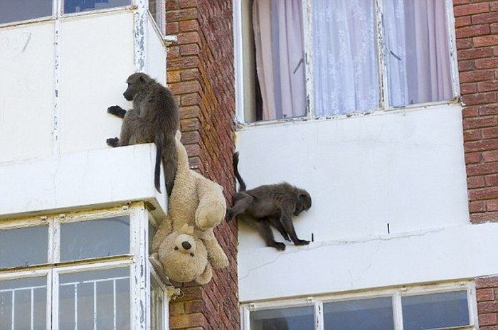 Baboons Attack (4 pics)