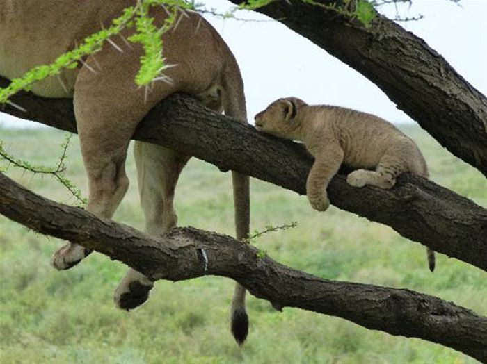 Like Father Like Son (34 pics)