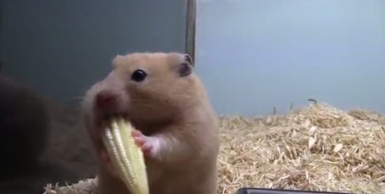 Hamster vs Corn