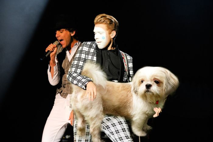 Bass Guitars Replaced by Dogs (29 pics)