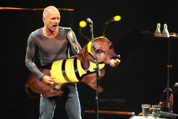 Bass Guitars Replaced by Dogs (29 pics)