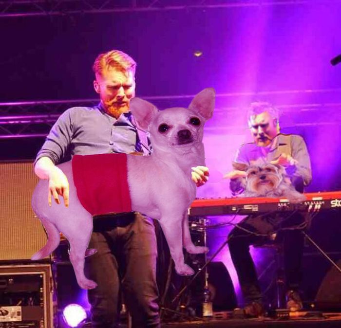 Bass Guitars Replaced by Dogs (29 pics)